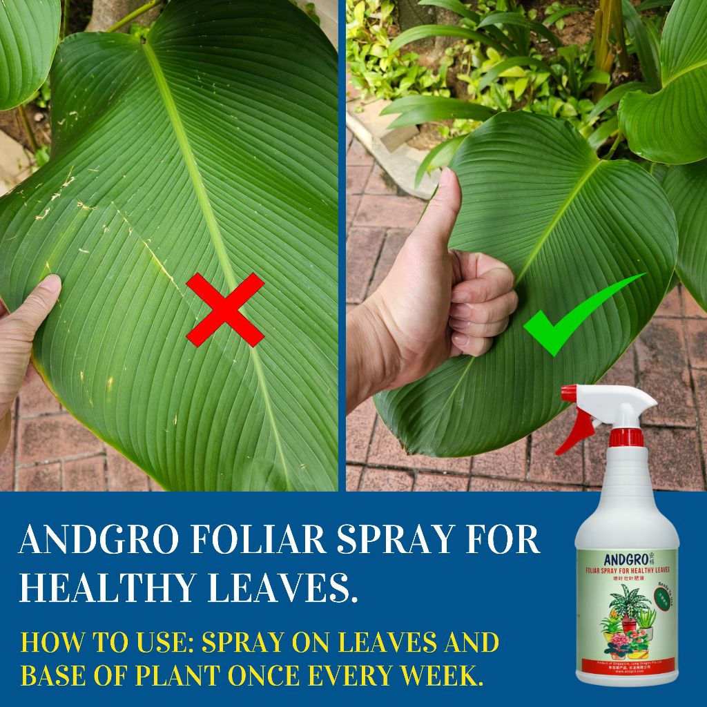 Foliar Spray for Healthy Leaves, Organic Neem Oil Insecticide