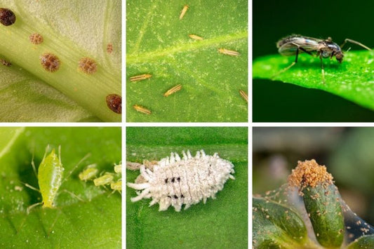 The Magic of Neem Oil: A Natural Solution for Healthy, Pest-Free Plants