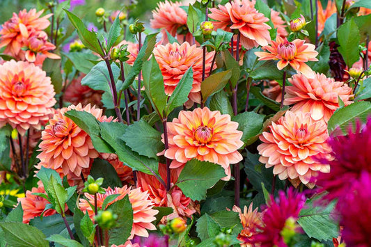 Unlock a Blooming Paradise with Andgro’s Foliar Spray for Flowering