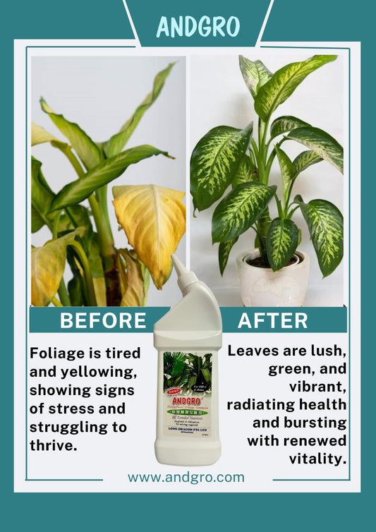 Andgro Houseplant Foliage Formula