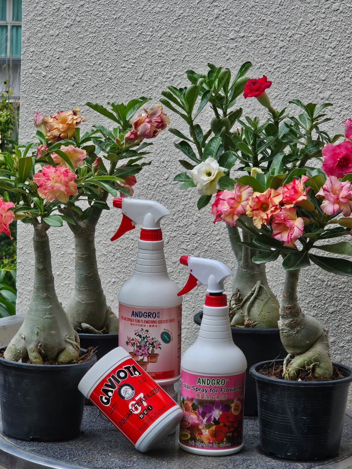Foliar Spray for Flowering - Desert Rose (1000ml)
